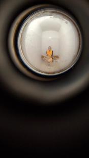 Paní učitelka v eskortě Paní učitelka v eskortě