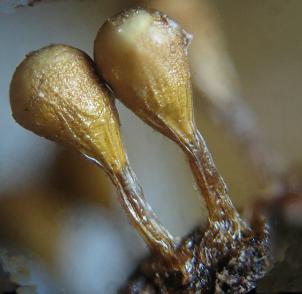 lesklík křehký (Leocarpus fragilis)