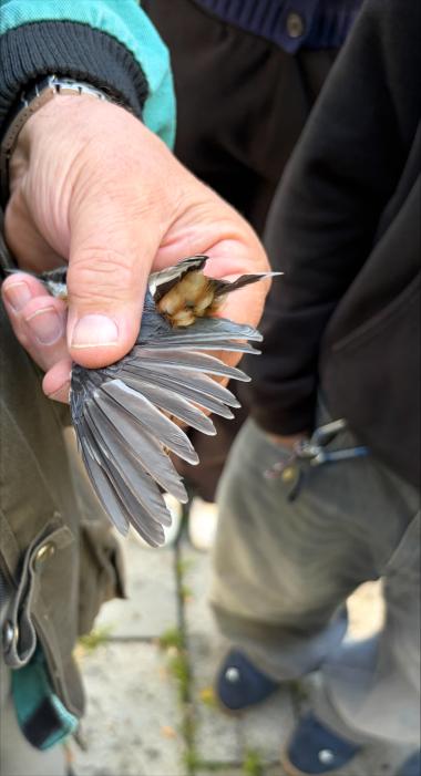Kroužkování brhlíka, měření křídla Kroužkování brhlíka, měření křídla